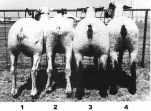 Gen hypertrofii mięśniowej owiec Mutacja w genie callipyge powoduje wzrost masy mięśniowej i spadek zawartości tłuszczu w tuszy.