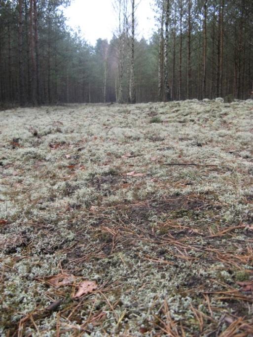 poziomie opadów. Zmniejszanie powierzchni zajmowanej przez lasy, często wiążące się z zapotrzebowaniem rolniczym, prowadzi do znaczących zmian w systemie wodnym w krajobrazie (Svoboda i in. l.c.).