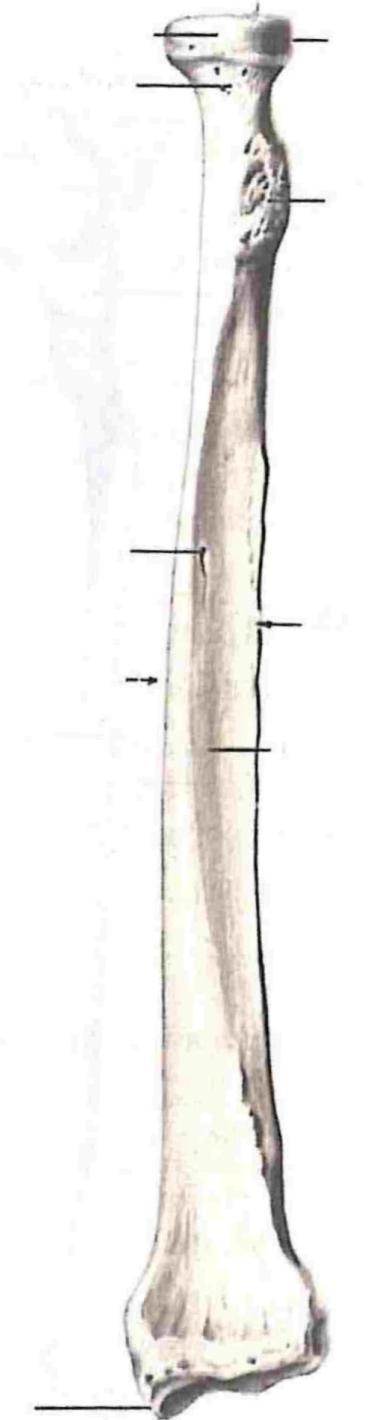 KOŚD PROMIENIOWA (RADIUS) obwód stawowy szyjka głowa Jest kością długą. Koniec bliższy stanowi głowa, oddzielona od trzonu szyjką.