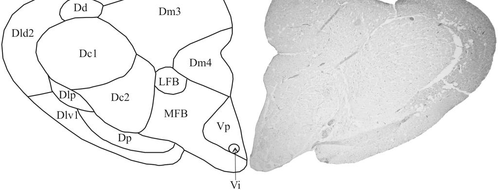 The transverse section of the telencephalon, 2100 µm level (abbreviation