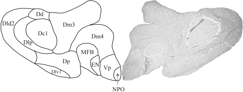Ryc. 5.8. Przekrój poprzeczny przez kresomózgowie na poziomie 2580 µm (skróty wg nomenklatury) Fig. 5.8. The transverse section of the telencephalon, 2580 µm level (abbreviation according to nomenclature) Ryc.