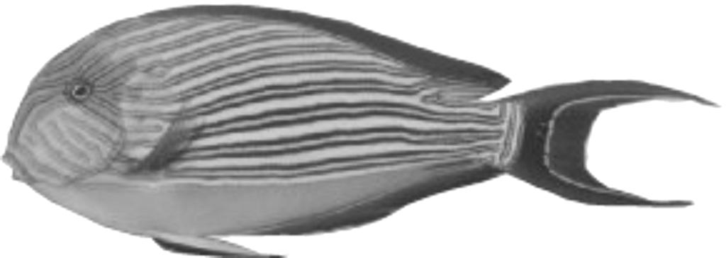 Distribution of the Acanthurus lineatus (black points) (Froese and Pauly 2006) obejmuje całą długość Wielkiej Rafy Koralowej u północno-wschodnich wybrzeŝy Australii, okolice wysp Papui-Nowej Gwinei,