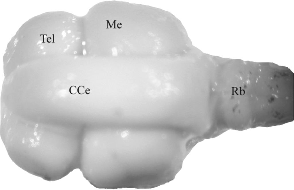 Vs Vv area ventralis telencephali, nucleus supracommissuralis (rejon brzuszny kresomózgowia, jądro nadspoidłowe) area ventralis telencephali, nucleus ventralis (rejon brzuszny kresomózgowia, jądro