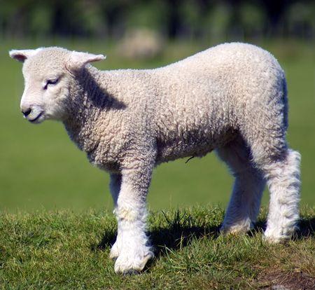 Dział muzyczny Piosenka o baranku w 4 językach (polski, angielski, niemiecki, hiszpański) Jak dobrze być barankiem i wstawać sobie rankiem, i biegać na polankę, i śpiewać sobie tak: be be be, kopytka