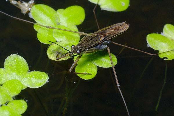 Pluskwiaki (Heteroptera): Pierwotnie należały do zwierząt lądowych; niektóre z nich przystosowały się wtórnie do życia w wodzie. Występują głównie w wodach stojących.