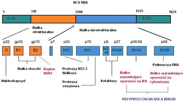 Tabela 1. Lokalizacja w genomie i funkcja poszczególnych białek w obrębie HCV. Białko rdzeniowe C. Białko C ma ciężar cząsteczkowy od 21 do 23 kda.
