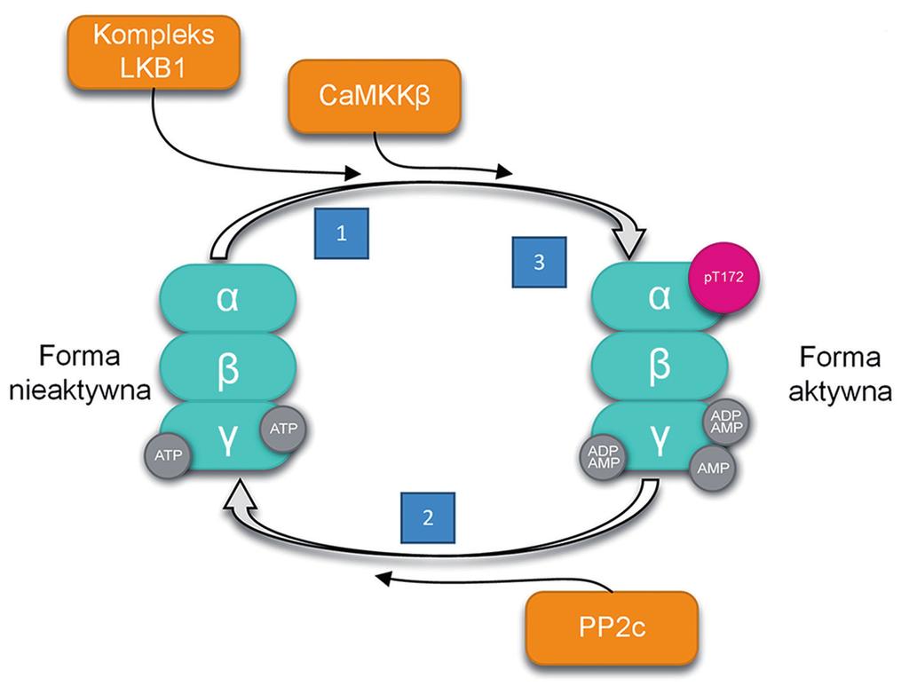 KINAZA BIAŁKOWA AKTYWOWANA PRZEZ AMP (AMPK) Kinaza białkowa aktywowana przez AMP (AMPK, ang.