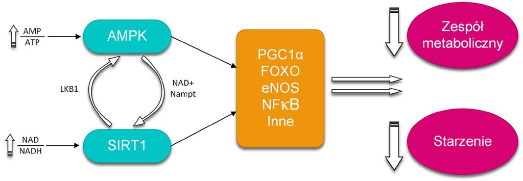 jest na istotnej roli sirtuin w tym procesie. Białka Sir, inaczej sirtuiny czy Sir2, należą do NAD-zależnych deacetylaz.
