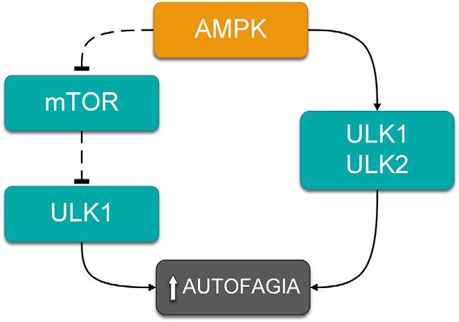 wydajność autofagii spada, co prowadzi do akumulacji toksycznych i uszkodzonych składników w komórce.