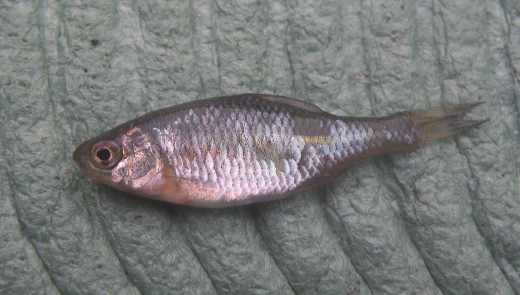 .06.2008r.; fot. Michał Główka) Fig. 1.