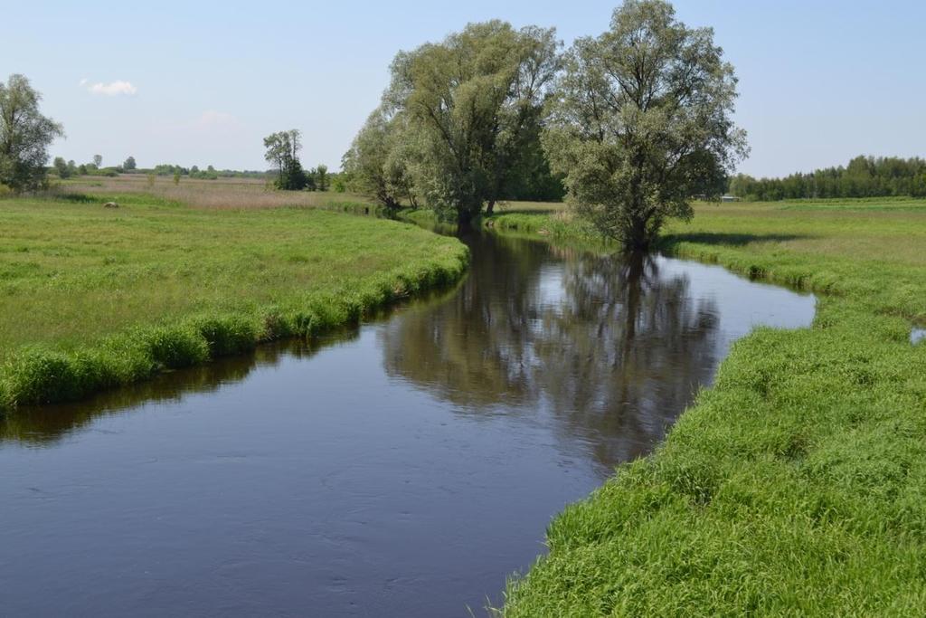 Rysunek 36. Podmokłe tereny wokół Tyśmienicy na szóstym odcinku badawczym Tabela 8.