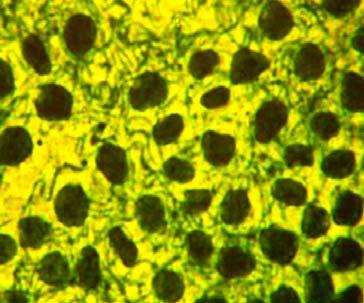 Majewska-Sawka i Nakashima (2004) stosując metodę immunologiczną mogli poszerzyć wiedzę o lokalizacji grzybni Neotyphodium w dojrzałych nasionach.