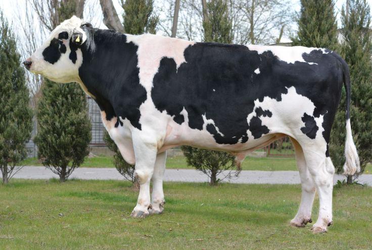 UMMI DE0536793471 Urdzny: 10 80 z³ WY ONWENCJONALNA 131 O UPER M DUNDEE 32 OO BOLIVER MO CHARLEDALE WEET T OM ROUMARE MM DUBLIN OMM BET PLEJADA MCHiRZ Hdwca: IMPORT NIEMCY silne ngi i racice rawa