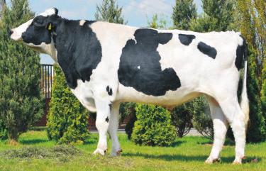 AMUEL ET DE0355080759 Urdzny: 13062011 75 z³ WY ONWENCJONALNA 129 O NOWMAN M HH HEIDE mlek kg 677 Pwtarzalnœæ 65% 35,6 OO JUTICE MO ELA OM OLDWYN MM HH HEIDEL 0,09 OMM EARI bia³k kg 21,2 bia³k % 0,02