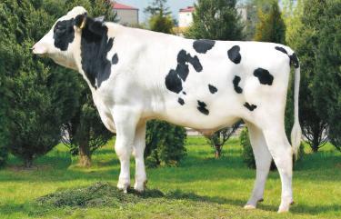 ZDROWOTNOŒÆ TATU PL005309302664 Urdzny: 27072011 45 z³ WY ONWENCJONALNA mlek kg 755 O UPER M LAPA Pwtarzalnœæ 61% 9,9 OO BOLIVER MO CHARLEDALE WEET T OM JMITHET MM LAPA 10 0,23 OMM ANIMATED bia³k kg