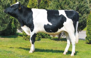 MORO DÊB PL005304214 Urdzny: 05042015 70 z³ WY ENOMOWA 138 O ALTAMETEOR M TONIA 4 mlek kg 913 Pwtarzalnœæ 65% 22,2 OO PLANET MO ULLY HOTTLE MAYTW OM BOLTON MM TONIA 401 0,16 OMM FUTURALAND bia³k kg