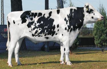 ILBERT ET DE0354436665 Urdzny: 17022011 Hdwca: IMPORT NIEMCY córki dbrym krju rawid³we wymina d³ugich strzykach d³ugwieczne tmstw WY ONWENCJONALNA Przebieg rdu krów: rdy ³atwe 98,61% PODINDEY