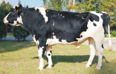 LORIO DE05366449 Urdzny: 22010 Hdwca: IMPORT NIEMCY wyska rdukcja mleka rawia budwê racic ARUZO PL005235281699 Urdzny: 27062011 55 z³ WY ONWENCJONALNA WY ONWENCJONALNA Przebieg rdu krów: rdy ³atwe