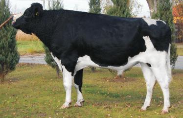 MIRCO ET DE0536644933 Urdzny: 15072010 Hdwca: IMPORT NIEMCY rawia sk³ad mleka d³ugwiecznœæ WY ONWENCJONALNA budwa cia³a charakterystyczna dla tyu mleczneg Przebieg rdu krów: rdy ³atwe,17% PODINDEY