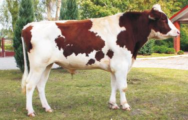 WY ONWENCJONALNA JUMBO DE0537004206 Urdzny: 02032011 Hdwca: IMPORT NIEMCY d³ugwieczne tmstw bgata zawartœæ mleka w sk³adniki suchej masy Przebieg rdu krów: rdy ³atwe 97,30% PODINDEY rdukcyjny krju