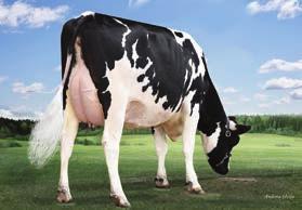 1% 418 kgb 85 99 zł zł XXX 128 99% Ocena Źródło: IB/MACE-USA 12-16 Przewaga mleka 1333 lbs Przewaga białka 49 lbs.3% Przewaga tłuszczu 3 lbs -.7% 8765 % 2688 SEX: 79 149 zł zł 99% 1.55 1.12 1.12.28 1.