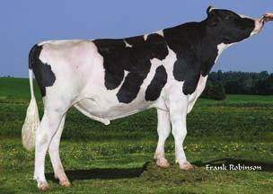 BUHAJE GENOMICZNE Duke TPI 282 NM$ 912 DWP$ 98 Przewaga mleka 2679 lbs Przewaga białka 87 lbs.2 % Przewaga tłuszczu 114 lbs.5 % 78% 77% CENA SEX: 2.45 1.71 1.67.77 2.46 Produkcja życiowa 4.