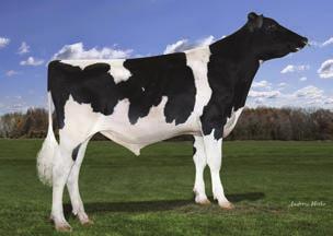BUHAJE GENOMICZNE Les TPI 271 NM$ 851 DWP$ 869 Przewaga mleka 1961 lbs Przewaga białka 72 lbs.5 % Przewaga tłuszczu 79 lbs.2 % 78% 78% 2.3 1.72 1.43.12 1.