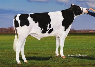 1% 488 kgb MGD: Freurehaven Labelle-ET 78% Pokrojowe Azor TPI 2698 NM$ 812 DWP$ 884 Przewaga mleka 1776 lbs Przewaga białka 56 lbs.
