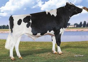 Laidlaw TPI 2678 NM$ 85 DWP$ 631 Przewaga mleka 2719 lbs Przewaga białka 83 lbs. % Przewaga tłuszczu 93 lbs -.3 % 78% 77% 2.17 1.23 1.6 -.1 1.98 Produkcja życiowa 3.