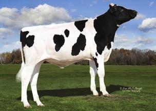 BUHAJE GENOMICZNE Victorious TPI 2651 NM$ 792 DWP$ 829 Przewaga mleka 2491 lbs Przewaga białka 7 lbs -.2 % Przewaga tłuszczu 85 lbs -.3 % 78% 77% 2.33 1.65 1.7.56 2.