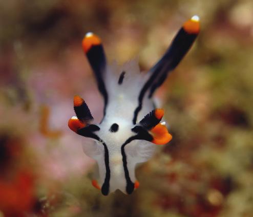 zakwaterowanie w Jakarcie w pokojach 2 osobowych ze śniadaniem 12 dniowe safari nurkowe na Raja Ampat: zakwaterowanie na łodzi La