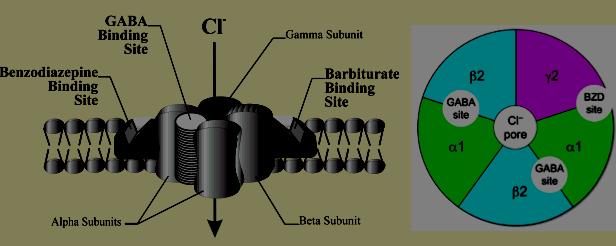 Miejsce wiązania GABA Miejsce wiązania benzodiazepin Miejsce wiązania barbituranów Receptor GABA aktywacja rec. GABA A napływu Cl do kom. aktywacja rec. GABA B wypływu K z kom. pobudz.