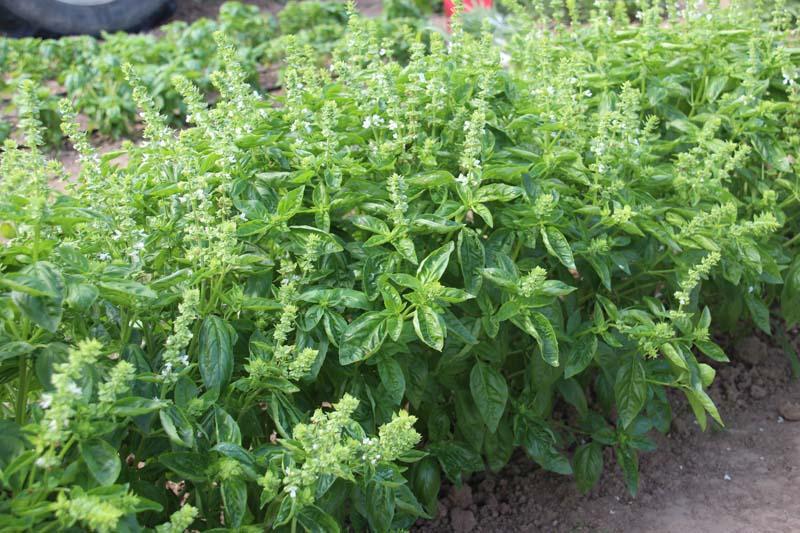 II. WYNIKI 1. Wpływ metody uprawy na rozwój roślin, plonowanie i jakość ziela 1.1 BAZYLIA WONNA (Ocimum basilicum L.) Bazylia wonna (Fot. 15) to roślina 1-roczna.
