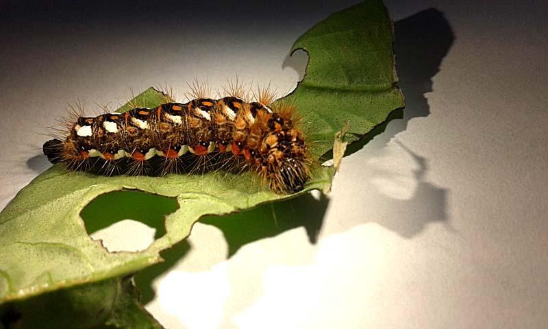 Fot. 20. Acronicta rumicis Fot. 21.