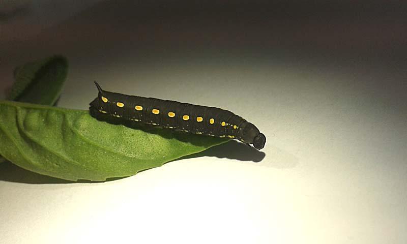 Acronicta rumicis, Hyles galii oraz błyszczka