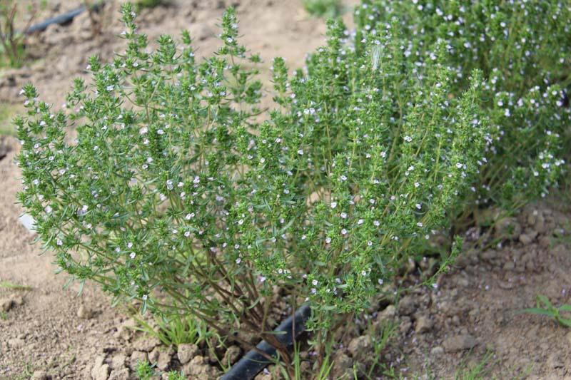 1.2. CZĄBER OGRODOWY (Satureja hortensis L., Lamiaceae) Cząber ogrodowy (Fot. 26) to roślina 1-roczna. Surowcem jest ziele zbierane w okresie ukazywania się pierwszych kwiatów.