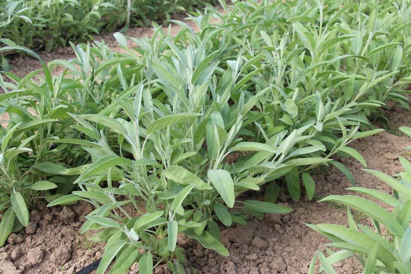 1.3. SZAŁWIA LEKARSKA (Salvia officinalis L., Lamiaceae) Szałwia lekarska (Fot. 30) to roślina wieloletnia (krzewinka).