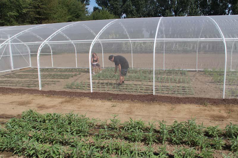 OCENA KONDYCJI ROŚLIN Na rosnących roślinach przy użyciu aparatu Scientific Dualex 4 firmy Force-A dokonano pomiaru zawartości chlorofili, flawonoli oraz wskaźnika NBI (Fot. 8).