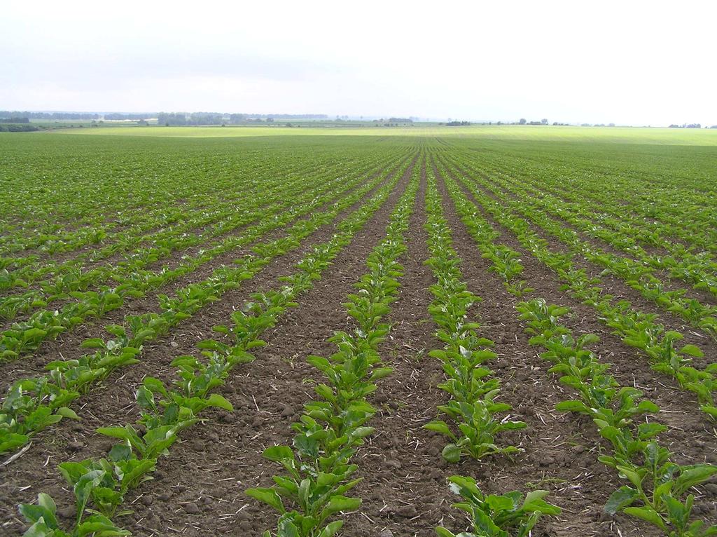 Postęp w hodowli ziemniaka (Chotkowski i Stypa 2007) Ziemniak W okresie powojennym polskie hodowle ziemniaka zarejestrowały 216 odmian.