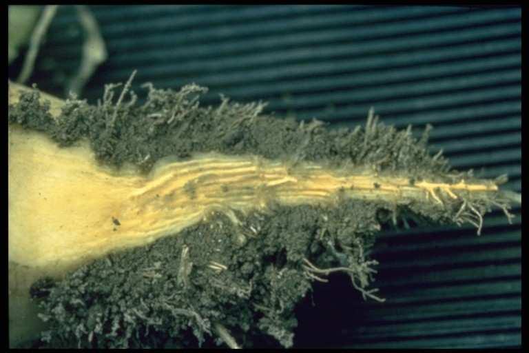 Rizomania - (Beet Necrotic Yellow Vein Virus) SYMPTOMY NA KORZENIACH Korzenie roślin poraŝonych