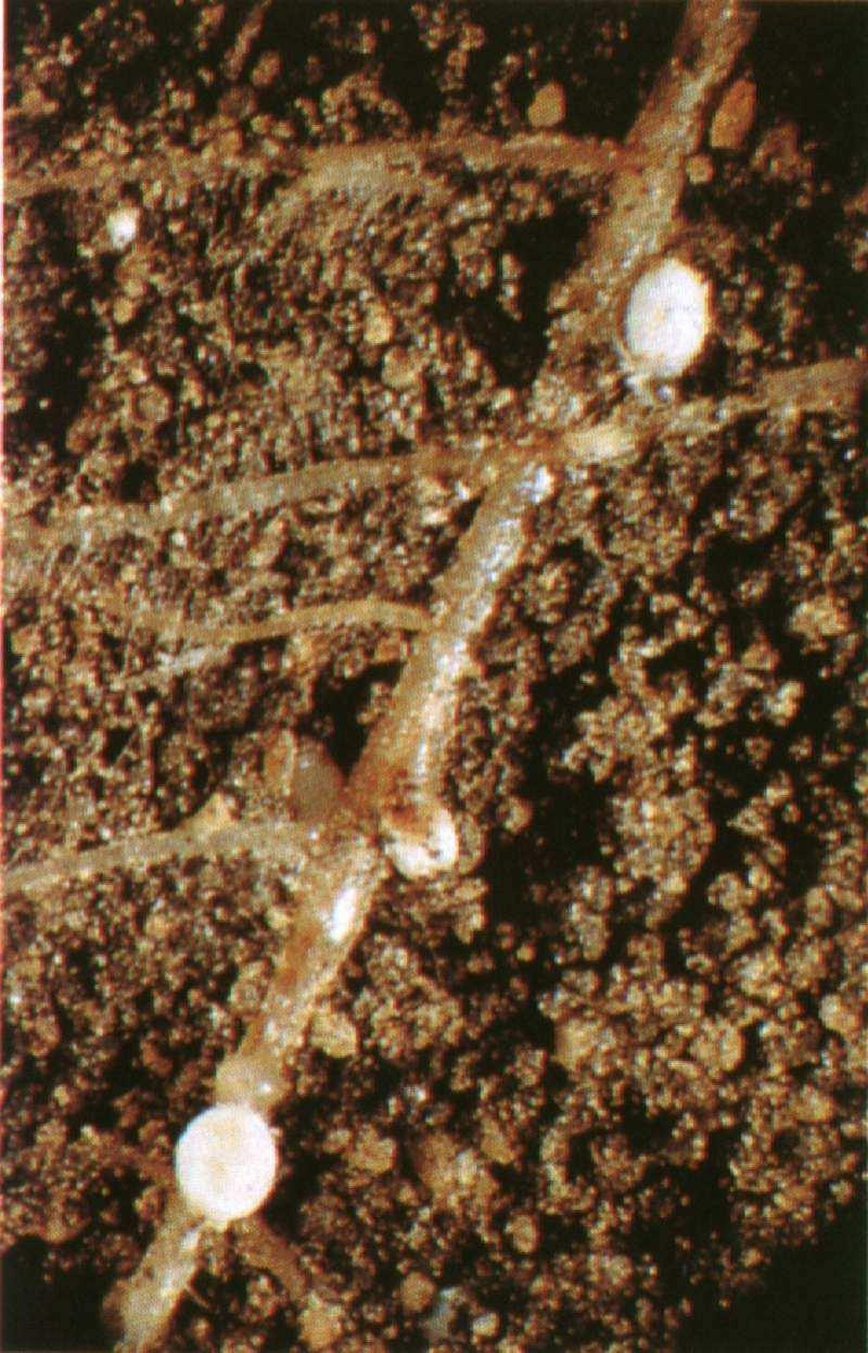 Regeneracja komórki do postaci rośliny buraka cukrowego Plonowanie odmian w warunkach występowania silnej infekcji rizomaniowej i obecności mątwika burakowego w glebie.