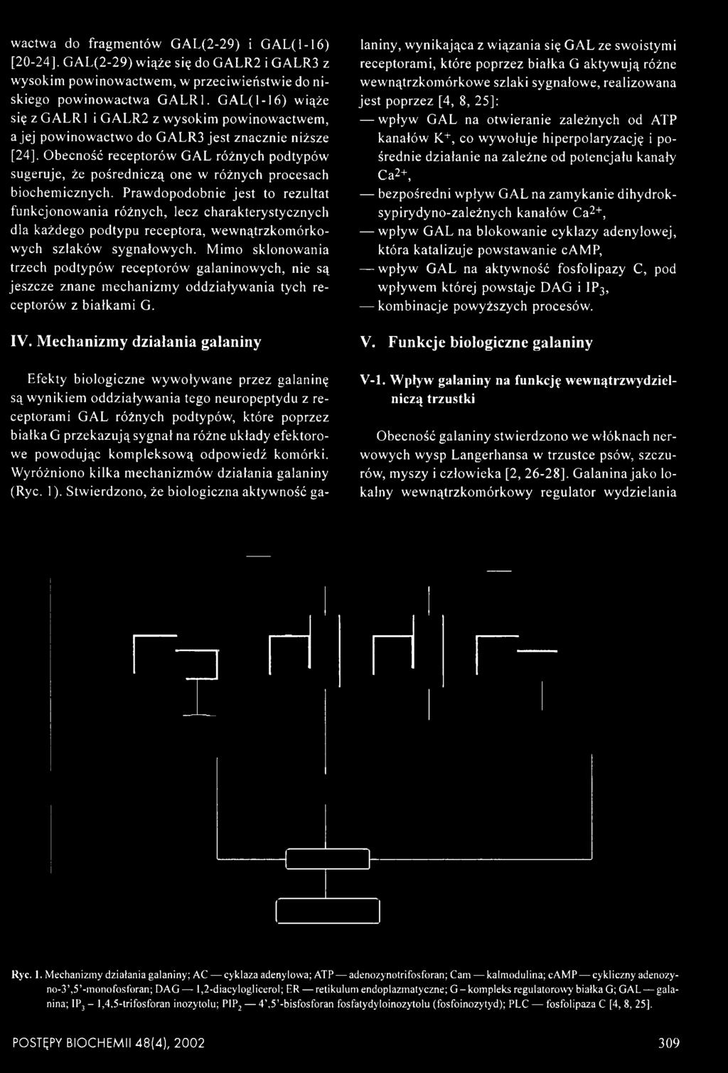 Obecność receptorów GAL różnych podtypów sugeruje, że pośredniczą one w różnych procesach biochemicznych.