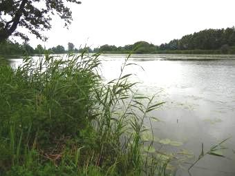 Starorzecze 217 (Mapa 3 - załącznik) Euconulus fulvus Zonitoides nitidus Komentarz: rozległe starorzecze, zarybiane i intensywnie wykorzystywane przez wędkarzy, miejscami zarastające szuwarem.