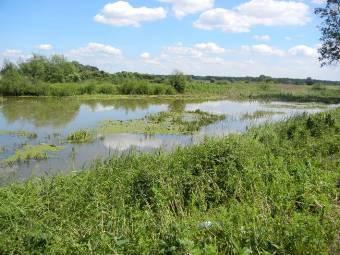 Starorzecze 501 (Mapa 6 - załącznik) Zonitoides nitidus Komentarz: miejscami wypłycające się i zarastające starorzecze połoŝone w bezpośrednim sąsiedztwie Ŝwirowni, wśród pól uprawnych.