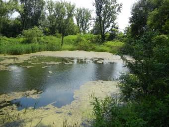 Starorzecze 225 (Mapa 8 - załącznik) Arianta arbustorum Cepaea nemoralis Perforatella sp. Komentarz: zbiornik o stosunkowo stromych brzegach, częściowo ocieniony przez drzewa i krzewy.