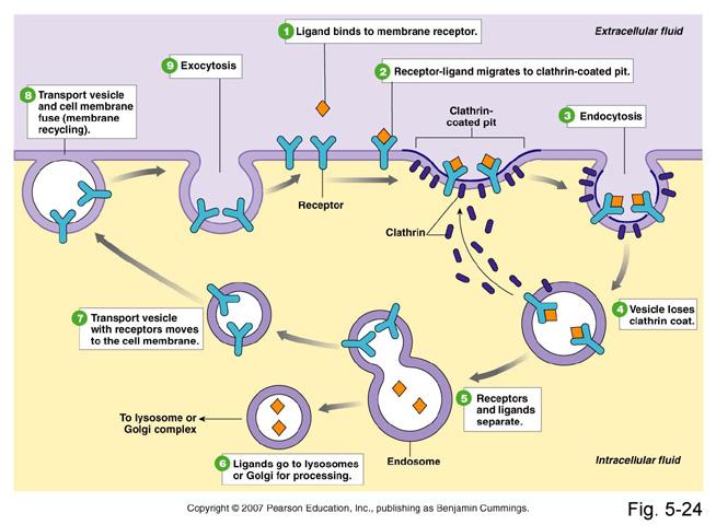 Model receptorów bªonowych motywacja biologiczna Transport substancji przez bªon komórkow odbywa si gªównie poprzez endocytoz receptorow.