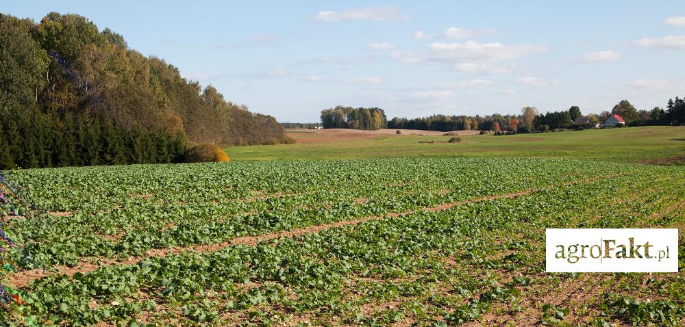 .pl https://www..pl Nowa broń do walki ze szkodnikami w rzepaku ozimym! Autor: agrofakt.