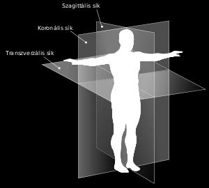 Płaszczyzny przekrojów anatomicznych Przekrój strzałkowy (sagittalis) wzdłuż długiej osi ciała Przekrój czołowy
