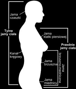 Jamy ciała wypełnione płynem przestrzenie między ścianą ciała a narządami wewnętrznymi Jamę klatki piersiowej (cavum thoracis) ograniczają żebra i