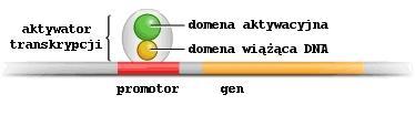System dwuhybrydowy: domenowa